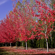 Autumn Trees