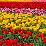 More Flowers