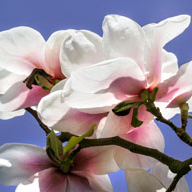 Trees in Bloom